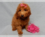 Small #1 Goldendoodle (Miniature)