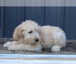 Small Photo #4 Goldendoodle Puppy For Sale in BLOOMINGTON, IN, USA