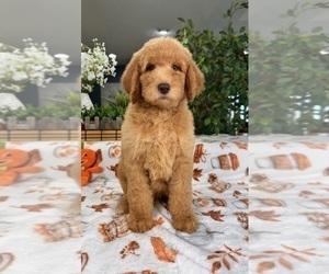 Labradoodle Puppy for sale in GREENFIELD, IN, USA