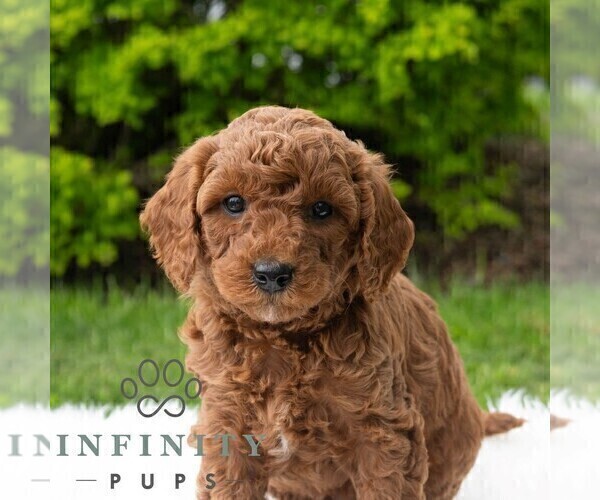 Medium Photo #1 Poodle (Miniature) Puppy For Sale in MADISONBURG, PA, USA