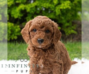 Poodle (Miniature) Puppy for sale in MADISONBURG, PA, USA