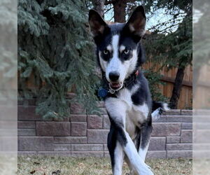 Siberian Husky-Unknown Mix Dogs for adoption in Omaha, NE, USA