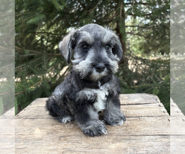 Medium Photo #3 Schnauzer (Miniature) Puppy For Sale in MIDDLEBURY, IN, USA