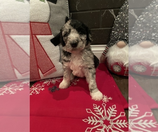 Medium Photo #5 Sheepadoodle Puppy For Sale in MONCLOVA, OH, USA