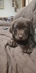 Small Photo #2 Labrador Retriever Puppy For Sale in ROMEOVILLE, IL, USA