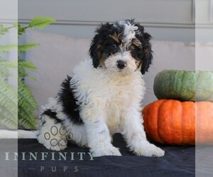 Bernedoodle (Miniature) Puppy for sale in NARVON, PA, USA