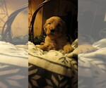 Small Photo #11 Goldendoodle Puppy For Sale in PERRYSVILLE, OH, USA