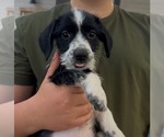 Utah - Male Dachshund-Unknown Mix Dog for Adoption - Small photo