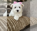 Small Photo #8 Maltese Puppy For Sale in RICHMOND, IL, USA