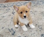 Puppy Bear Pembroke Welsh Corgi