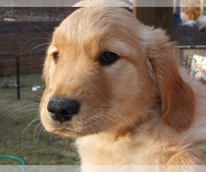 Golden Retriever Puppy for sale in COMMERCE, GA, USA