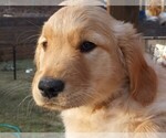 Small Photo #1 Golden Retriever Puppy For Sale in COMMERCE, GA, USA