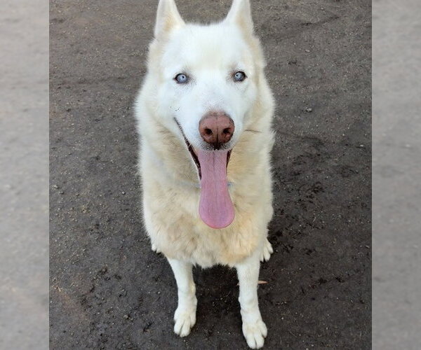 Medium Photo #1 Siberian Husky Puppy For Sale in Riverside, CA, USA