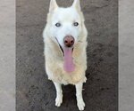 Small Siberian Husky