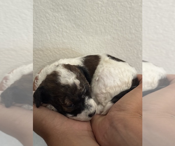 Medium Photo #15 Bernedoodle (Miniature) Puppy For Sale in LONGMONT, CO, USA