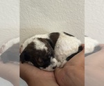 Small #14 Bernedoodle (Miniature)