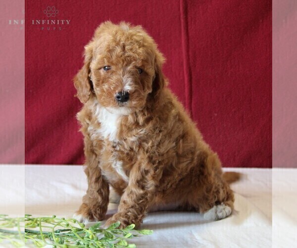 Medium Photo #2 Goldendoodle-Poodle (Miniature) Mix Puppy For Sale in GORDONVILLE, PA, USA
