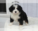 Small Photo #6 Goldendoodle Puppy For Sale in ITASCA, TX, USA