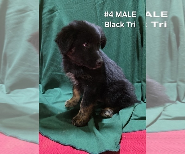 Medium Photo #14 Australian Shepherd Puppy For Sale in CLARKSVILLE, TX, USA