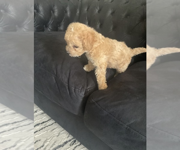 Medium Photo #6 Poodle (Toy) Puppy For Sale in SAN JACINTO, CA, USA