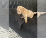 Small Photo #6 Poodle (Toy) Puppy For Sale in SAN JACINTO, CA, USA
