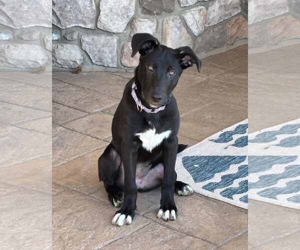 Medium Photo #2 Labrador Retriever-Unknown Mix Puppy For Sale in MECHANICSBURG, PA, USA