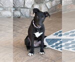 Small #1 Labrador Retriever Mix