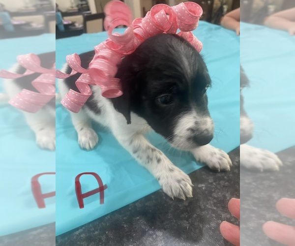 Medium Photo #12 Bordoodle-F2 Aussiedoodle Mix Puppy For Sale in BLAINE, TN, USA