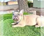 Small #3 French Bulldog