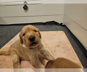 Golden Retriever Puppy for sale in VERONA, MO, USA