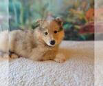Puppy 2 Scottish Collisky
