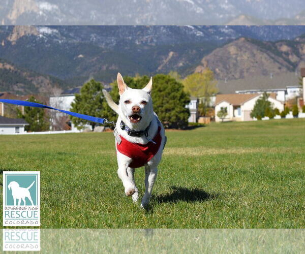 Medium Photo #7 Chihuahua-Unknown Mix Puppy For Sale in Carlsbad, CA, USA