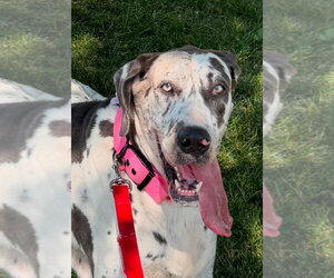 Great Dane Dogs for adoption in Bullard, TX, USA