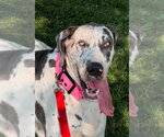 Small Great Dane