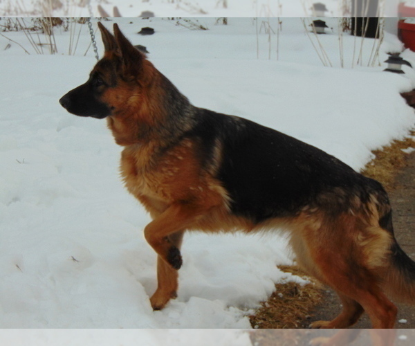 Medium Photo #1 German Shepherd Dog Puppy For Sale in GREENVILLE, MI, USA