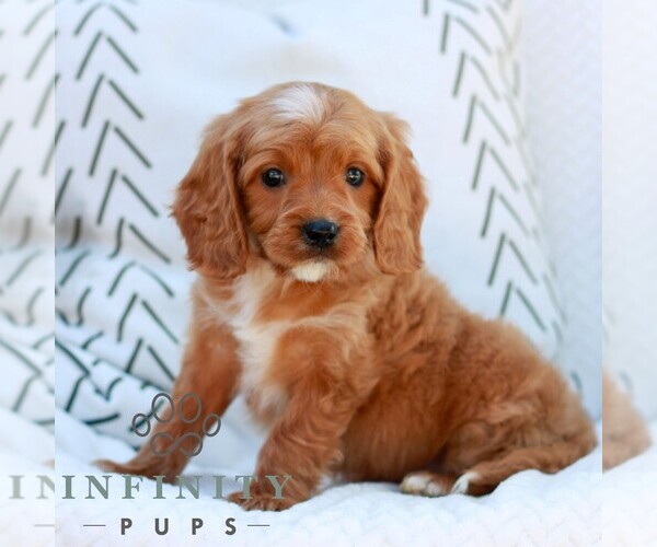 Medium Photo #3 Cavapoo (Miniature) Puppy For Sale in ELIZABETHTOWN, PA, USA