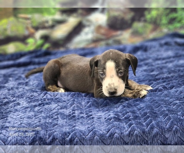 Medium Photo #11 Catahoula Leopard Dog Puppy For Sale in CUMBY, TX, USA