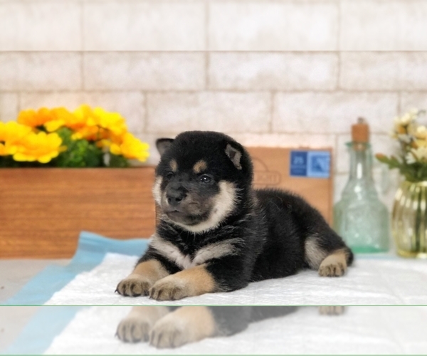 Medium Photo #6 Shiba Inu Puppy For Sale in SAN DIEGO, CA, USA