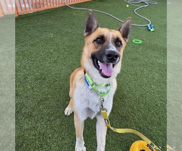 Medium Photo #2 German Shepherd Dog-Unknown Mix Puppy For Sale in Las Vegas, NV, USA