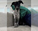 Small #2 Mutt
