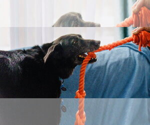 Cardi - Female Shepradors Dog for Adoption - Photo #5