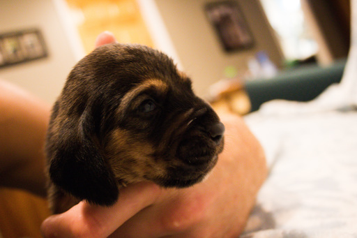 Medium Photo #4 Basset Hound Puppy For Sale in ALFORD, IN, USA