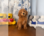 Small #34 Goldendoodle mix (+ Poodle Miniature)