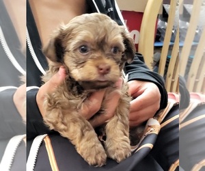 ShihPoo Puppy for sale in NORTH CHARLESTON, SC, USA
