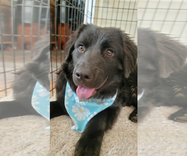 Medium Photo #2 Australian Shepherd-Unknown Mix Puppy For Sale in Sandy, UT, USA