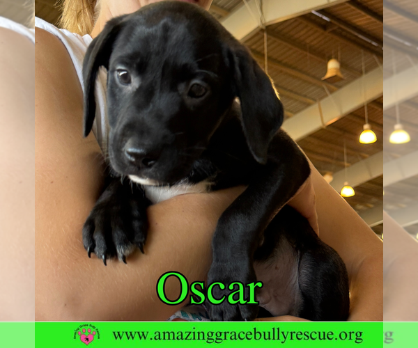Medium Photo #5 Bulldog-Labrador Retriever Mix Puppy For Sale in Pensacola, FL, USA