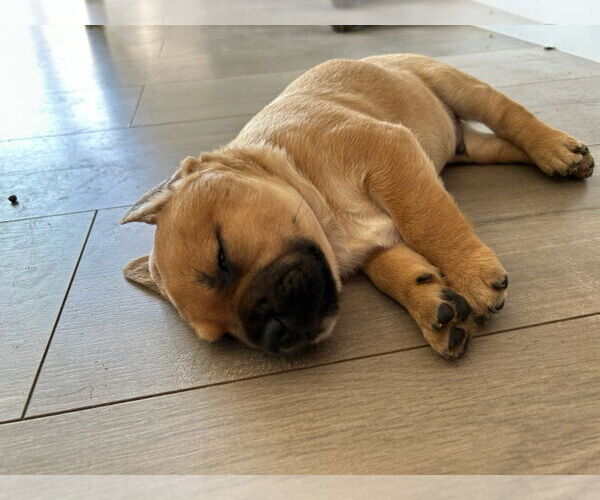 Medium Photo #2 French Bulldog-Unknown Mix Puppy For Sale in Lake Forest, CA, USA