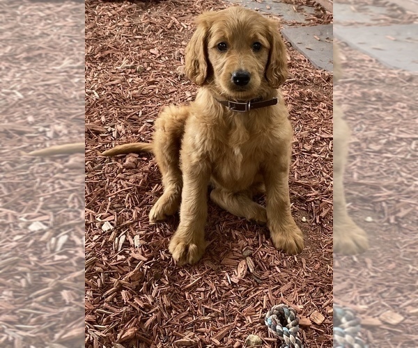 Medium Photo #1 Goldendoodle Puppy For Sale in WARWICK, RI, USA