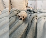 Small #1 ShihPoo