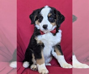 Australian Mountain Dog Puppy for sale in COCHRANVILLE, PA, USA